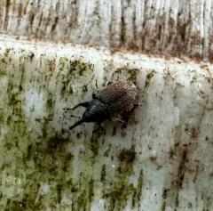 Mecinus pascuorum thumbnail 3