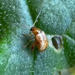 Ragwort Flea Beetle thumbnail 3
