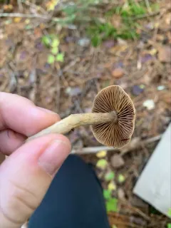 Cortinarius angelesianus thumbnail 4