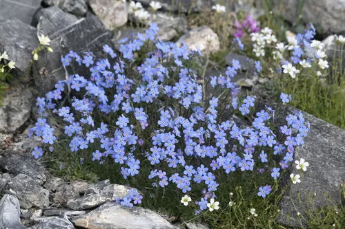 Showy Forget-me-not