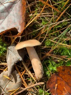 Lactarius imperceptus thumbnail 2