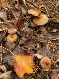 Cortinarius glandicolor thumbnail 2