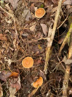 Cortinarius armeniacus thumbnail 3