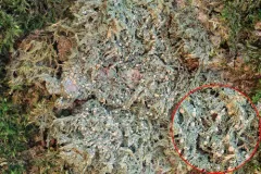 Spring Dot Lichen thumbnail 4