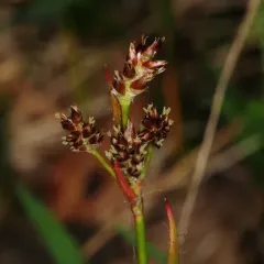heath wood-rush thumbnail 3