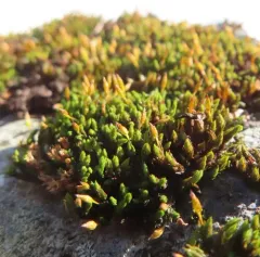 Anomalous Bristle-moss thumbnail 3