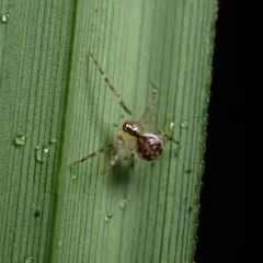 Common six-spotted cobweaver thumbnail 2
