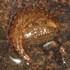 Placobdella papillifera thumbnail 4