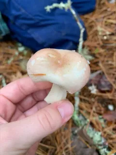 Birch Brittlegill thumbnail 4