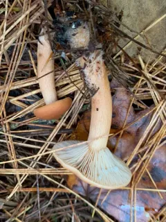 Birch Milkcap thumbnail 3