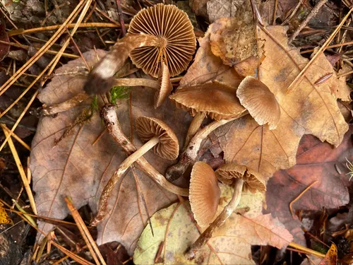 Cortinarius pelargoniostriatulus