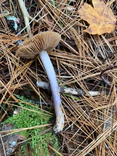Cortinarius stillatitius