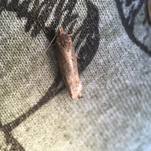 Early Aspen Leafroller Moth