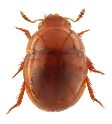 Colenis impunctata