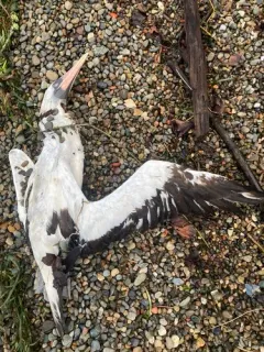Nazca Booby thumbnail 1