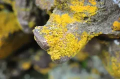 Mealy Firedot Lichen thumbnail 2