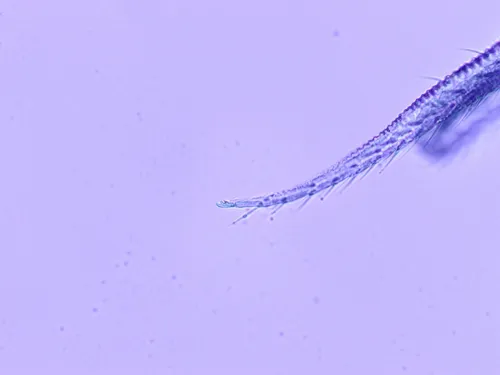 Pseudisotoma sensibilis