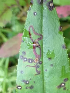 Phytomyza penstemonis thumbnail 3