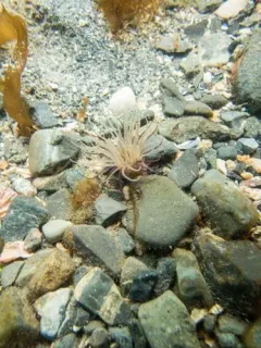 Northern Cerianthid thumbnail 1