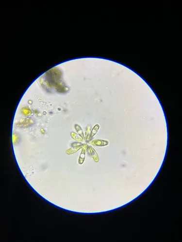 Actidesmium hookeri