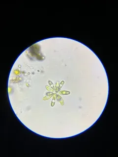 Actidesmium hookeri thumbnail 1