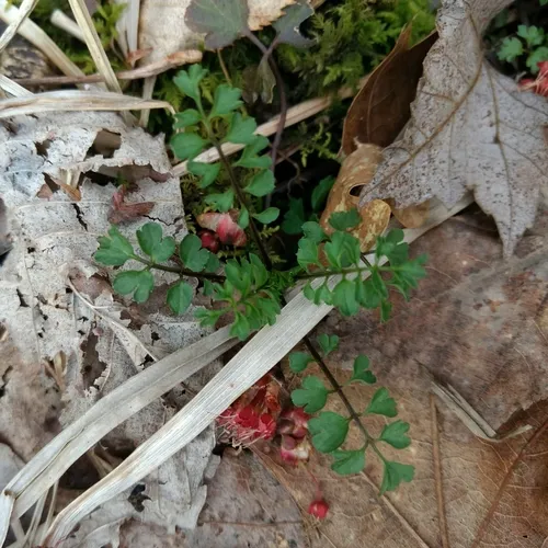 narrow-leaved bittercress