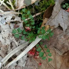 narrow-leaved bittercress thumbnail 1