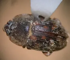 Stelidota octomaculata thumbnail 3
