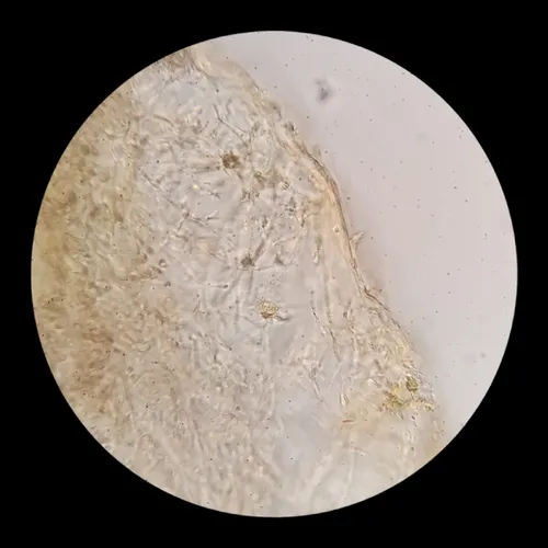 Lactarius aspideoides