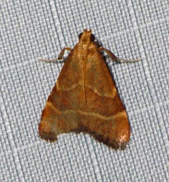 Arta epicoenalis thumbnail 3