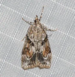 Tricolored Cosipara Moth thumbnail 4