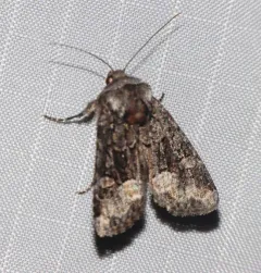 Red-spot Polia Moth thumbnail 4