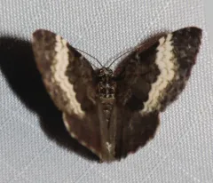 White-banded Carpet Moth thumbnail 4