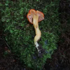 Honey Waxcap thumbnail 2