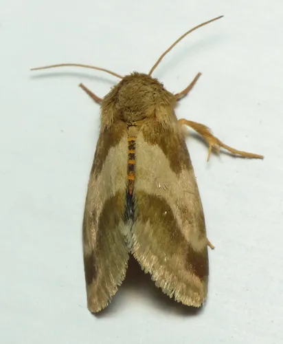Erigeron Flower Moth