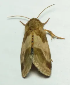 Erigeron Flower Moth thumbnail 1