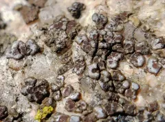 dusty cobblestone lichen thumbnail 2