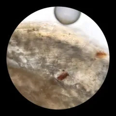 Wood Mushroom thumbnail 4
