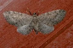 Eupithecia lachrymosa thumbnail 2