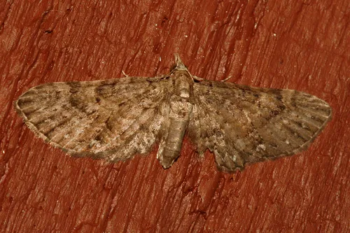Eupithecia longipalpata
