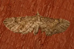 Eupithecia longipalpata thumbnail 1