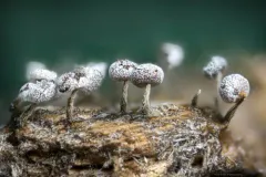 Physarum leucophaeum thumbnail 3
