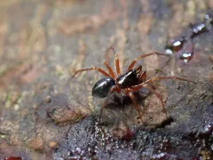 Coreorgonal monoceros thumbnail 1