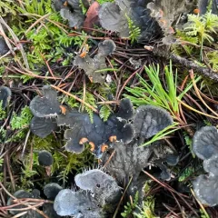 membranous pelt lichen thumbnail 4