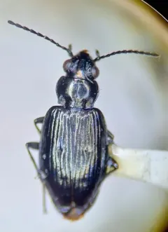 Bembidion quadrifoveolatum thumbnail 1