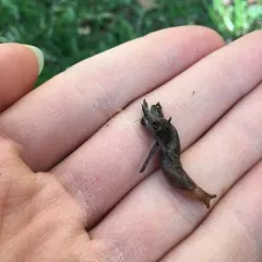 Milky Slug thumbnail 3
