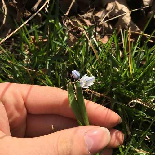 striped squill