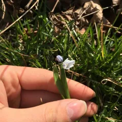 striped squill thumbnail 1