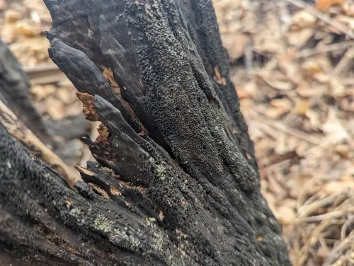 spiral tarcrust