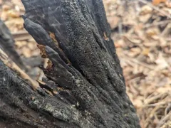 spiral tarcrust thumbnail 1